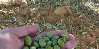 El pedrisco golpea el olivar de la gran provincia productora de aceite de España pedrisco aceitunas