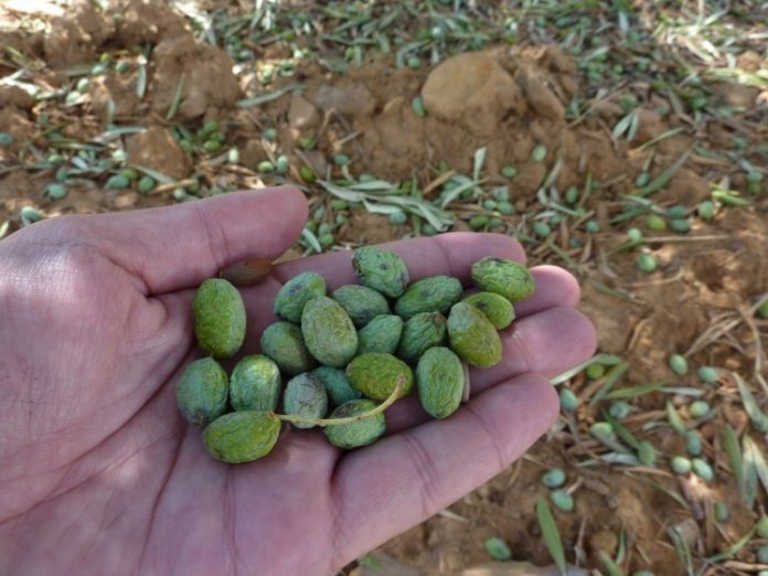 pedrisco aceitunas