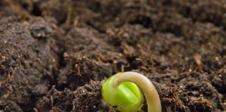 El Gobierno aprueba nuevas normas sobre nutrición sostenible de los suelos agrarios rendimiento de los cultivos