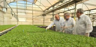 Murcia produce 5.400 millones de plantones hortícolas al año plantones Murcia