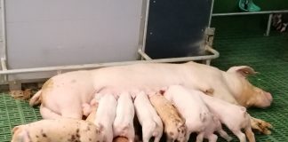 Ministerio de Agricultura aprueba la nueva extensión de norma del sector del porcino de capa blanca porcino