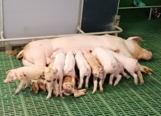 Ministerio de Agricultura aprueba la nueva extensión de norma del sector del porcino de capa blanca porcino