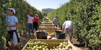 Advierte que la reducción de la jornada laboral pondrá en riesgo la campaña de la fruta recoleccion-de-frutas