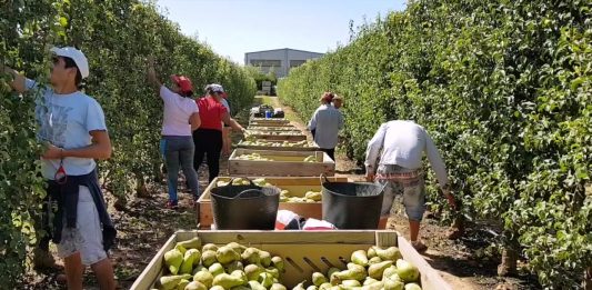 recoleccion-de-frutas