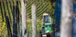 Denuncia pérdidas de 1.500 millones para los viticultores en esta vendimia si no se cumple la Ley de la Cadena Alimentaria tractor