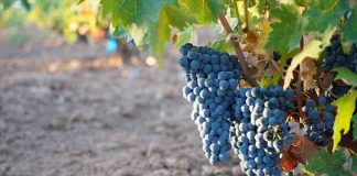 Arranca la vendimia de la uva tinta Tempranillo en la Denominación de Origen La Mancha uva Tempranillo