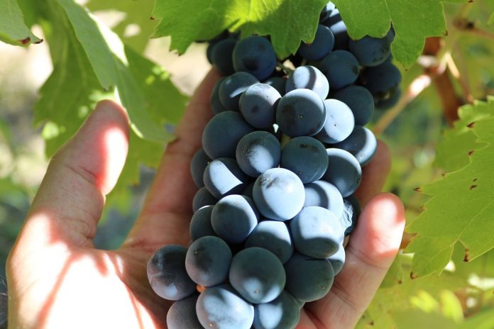 uvas tintas uvas tintas