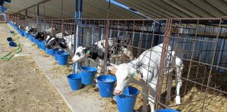 550 agricultores y ganaderos renovarán su maquinaria y equipos con los Planes de Mejora de Castilla-La Mancha vacas