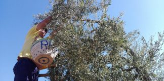 Las existencias acumuladas de aceituna de mesa rondan las 650.000 toneladas verdeo de aceituna