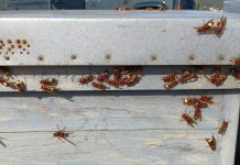 El avispón oriental, una nueva plaga que amenaza el campo español avispón oriental