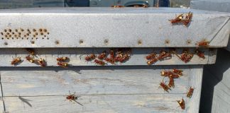 El avispón oriental, una nueva plaga que amenaza el campo español avispón oriental