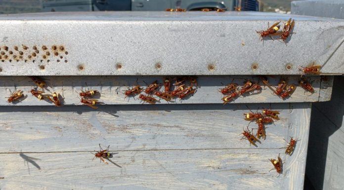 El avispón oriental, una nueva plaga que amenaza el campo español avispón oriental