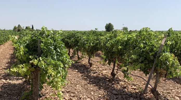 Últimos días para asegurar la campaña 2026 de cultivos herbáceos y viñedo con los módulos de mayor cobertura