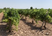 Estrategias de control de la oruga peluda en el viñedo viña