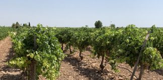 Estrategias de control de la oruga peluda en el viñedo viña