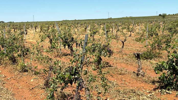 granizo viñedo Albacete