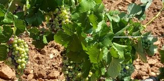 Prevé la cosecha más baja de uva de vinificación en la Comunitat Valenciana de los últimos 30 años viñas Valencia