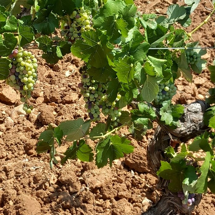 viñas Valencia