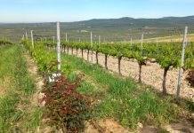 El 82 por ciento de los solicitantes de la PAC 2026 se acogió a algún ecorrégimen Cubierta vegetal