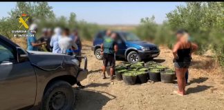 La Guardia Civil frustra un robo de casi media tonelada de aceitunas robo de aceituna