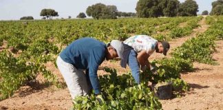 El campo celebra el rechazo del Congreso a la reducción de jornada laboral vendimia airén