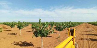 Inversores de toda España se interesan por el pistacho de Castilla-La Mancha pistacho de Castilla-La Mancha