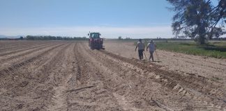 El paro en la agricultura desciende mientras aumenta en otros sectores, en agosto Siembra de patatas