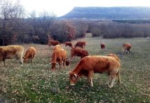El FEGA fija los importes provisionales de las ayudas asociadas a la ganadería para la campaña 2026 vacas
