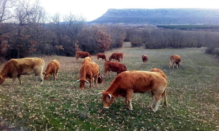vacas