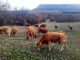 El FEGA fija los importes provisionales de las ayudas asociadas a la ganadería para la campaña 2026 vacas
