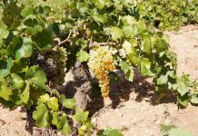 Convocado el IV Certamen de Tira Cómica ‘Vinos de La Mancha’ 2025 Variedad Airén