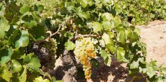 Convocado el IV Certamen de Tira Cómica ‘Vinos de La Mancha’ 2025 Variedad Airén