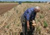 Reclaman medidas para recuperar campos abandonados y favorecer el relevo generacional en la agricultura agricultor mayor