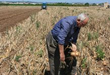 Reclaman medidas para recuperar campos abandonados y favorecer el relevo generacional en la agricultura agricultor mayor