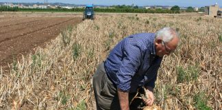 Reclaman medidas para recuperar campos abandonados y favorecer el relevo generacional en la agricultura agricultor mayor