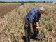 Reclaman medidas para recuperar campos abandonados y favorecer el relevo generacional en la agricultura agricultor mayor
