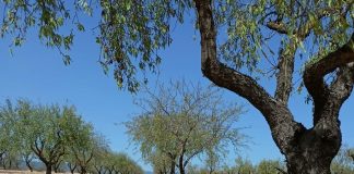 Control de gusano cabezudo en el cultivo del almendro al final del verano almendros