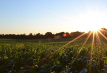 Un consejero de Agricultura afirma que la próxima PAC será “completamente diferente a la que conocíamos hasta ahora” ayudas pac