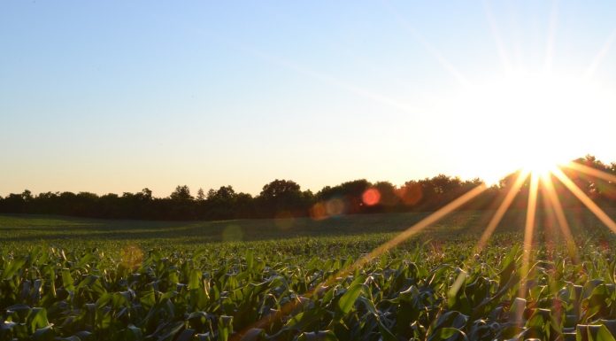 Un consejero de Agricultura afirma que la próxima PAC será “completamente diferente a la que conocíamos hasta ahora” ayudas pac
