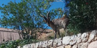 Agricultores plantean una demanda colectiva por daños de fauna salvaje daños de fauna salvaje