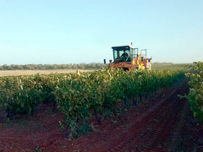cosechadora-uva cosechadora-uva