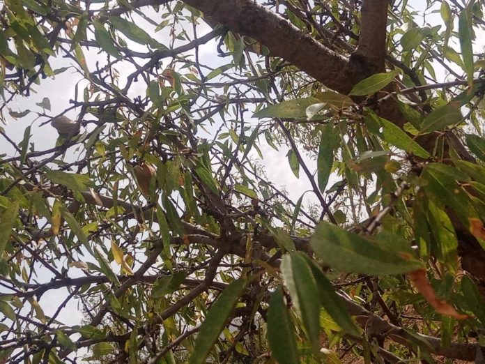 daños almendra