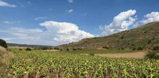 Las tormentas de los últimos días afectan a cultivos de la provincia de Guadalajara