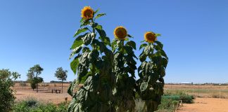 Girasoles manchegos (gigantes) girasoles gigantes