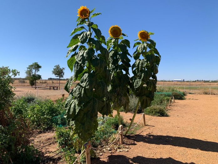 girasoles gigantes girasoles gigantes