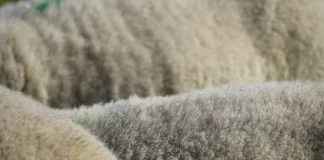 Castilla-La Mancha autorizará el compostaje de la lana como componente de abono orgánico lana