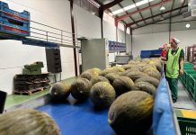 Cooperativas Agro-alimentarias Castilla-La Mancha espera una cosecha de melón y sandía similar a la de 2025 melón