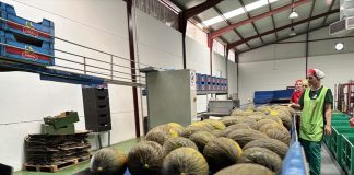 Acaba una campaña de melón y sandía de La Mancha con precios catastróficos melón