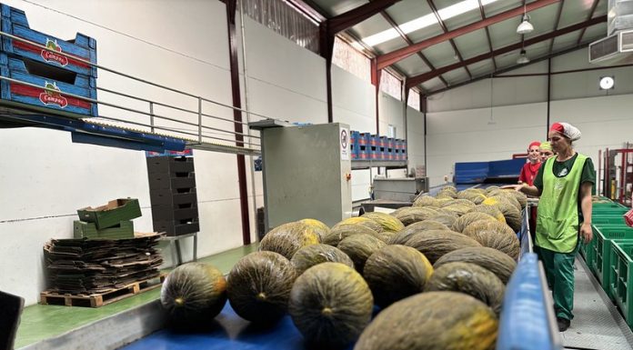 Sube el precio en origen de sandía y melón de La Mancha en el ecuador de la campaña melón