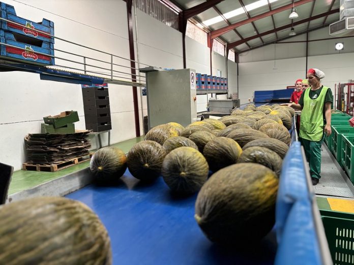 melón